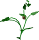 Cocovine