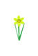 Daffodil