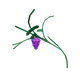 Grape
