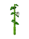 Moonflower