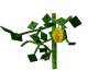 Starfruit