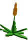 Succulent